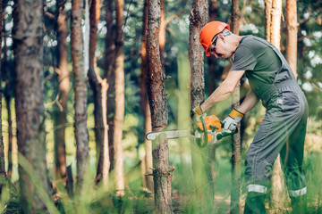 The logger uses a saw. A person using a saw while cutting wood
