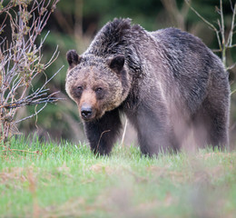 Grizzly bear in the wild