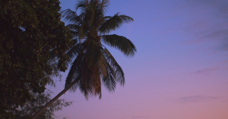 Tropical palm tree background with pink violet sunset sky