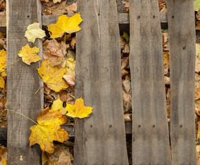 Leaves on the boards