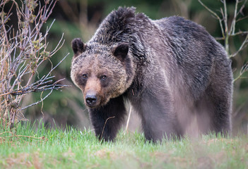 Naklejka na ściany i meble Grizzly bear in the wild