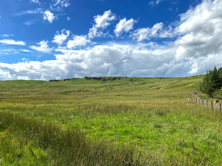 High on the moor top, with wild plants, trees and wild grasses near Cray, Buckden, UK