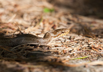The smooth snake (Coronella austriaca)is a species of non-venomous snake in the family Colubridae. The species is found in northern and central Europe