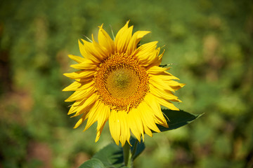 Obraz premium sunflower