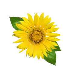 Sunflower with leaves isolated on white background. Flower as design element.   