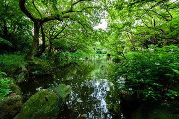 Fototapeta na wymiar 都内の川がある緑が綺麗な公園
