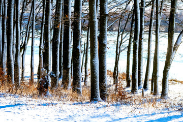 Winter landscape with snow-covered trees by the river