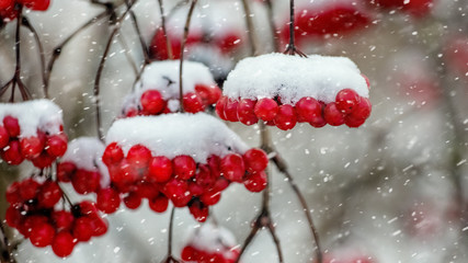 Bunches of viburnum covered with snow during a snowfall