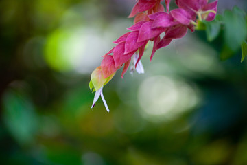Fototapeta premium 熱帯植物のマクロ写真
