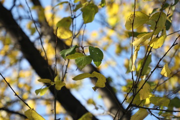 yellow maple leaves