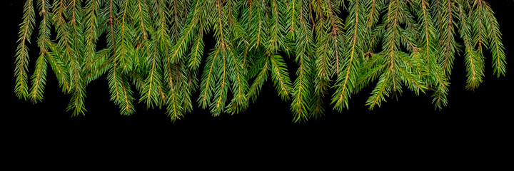 Fototapeta na wymiar Spruce branches on a black isolated background