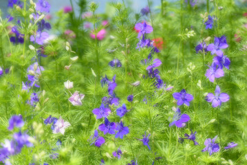 Fototapeta premium soft glow effect on wildflowers, mainly larkspur 
