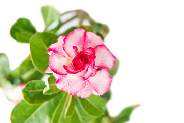 Pink flower Adenium Obesum plant with green leaves isolated on white background