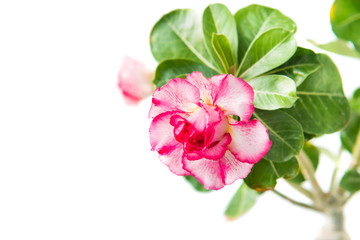 Fototapeta premium Pink flower Adenium Obesum plant with green leaves isolated on white background