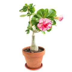 Pink flower Adenium Obesum plant with green leaves in pot isolated on white background