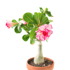 Pink flower Adenium Obesum plant with green leaves in pot isolated on white background