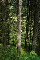 Fototapeta na wymiar Coniferous forest in the Tyrolean Alps in summer
