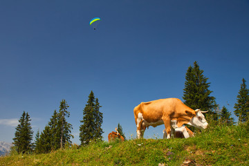 grazing cow in mountain with paraglider on blue sky