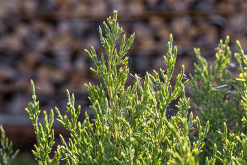 Branch of juniper is on a blurred background for Christmas decoration