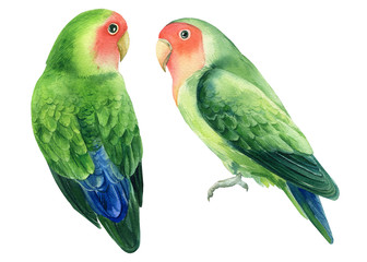 Two birds parrots lovebirds on a white background, watercolor illustration