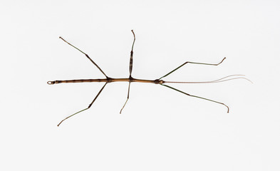 Four Inch Walking Stick Insect on White, Ohio, USA