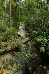 Fototapeta premium Forest in the Tyrolean Alps in summer