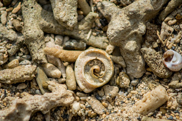 Spiral shell