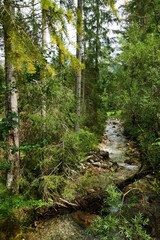 Fototapeta premium Forest in the Tyrolean Alps in summer