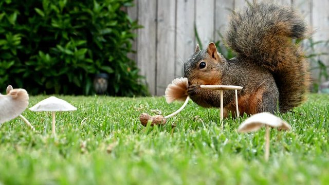 A california ground squirrel feeds on fresh mushrooms in the early morning. Fresh dew on the grass catches the morning light. 4k Video
