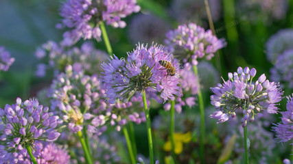 yellow jacket hornet on a purple round flower in a garden