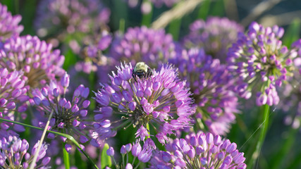 bumble bee on purple flower in summer garden