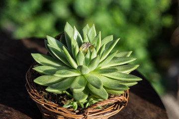 Yellow gold rings on succulent sheets close-up.
