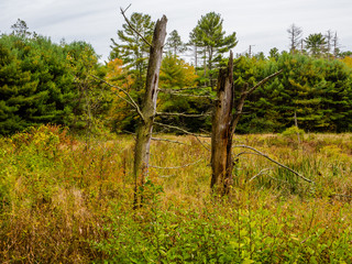 Autumn Falls on New England by Constantine