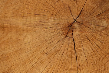 Fototapeta premium Cross-section of a tree trunk decorated with rings