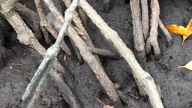 Fiddler crab or Ghost crab with Colorful Claws Walking in the Mangrove Forest at Low Tide. Small Crab Crawling in Big Wood Tree Roots in National Park in Pran Buri, Thailand
