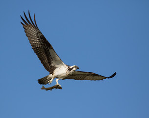 osprey with fish