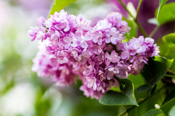 purple lilac flowers