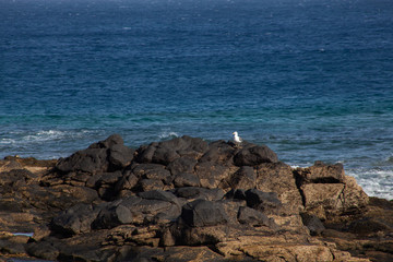 seagull on volcanic rocks by the sea