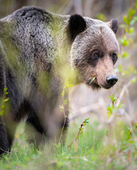 Grizzly bear in the wild