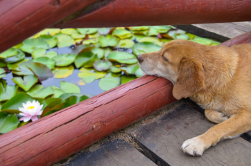 Dog laying near lotus lake with flowers
