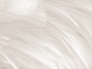 Beautiful abstract gray and white feathers on white background, soft brown feather texture on white pattern background, yellow feather background