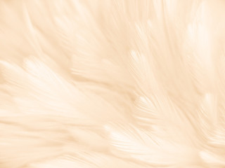 Beautiful abstract orange color and white feathers on white background, soft brown feather texture on white pattern background, yellow feather background