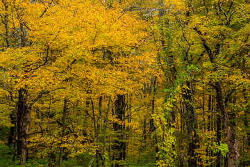 Fototapeta na wymiar Autumn in New England by Constantine