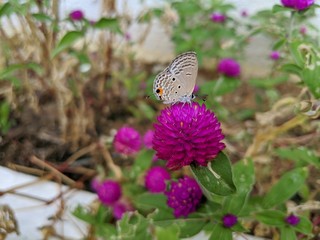 Butterfly collecting nectar