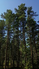 Tall, slender, even mast or ship pines under a blue sky on a sunny summer day.
