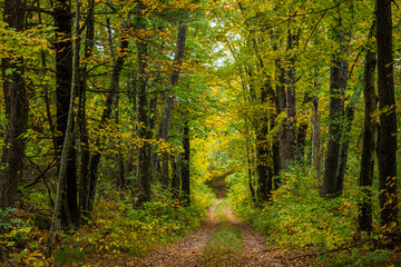 Fototapeta na wymiar Autumn in New England by Constantine