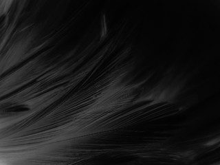 Beautiful abstract black feathers on dark background, gray feather texture on black background, white feather background