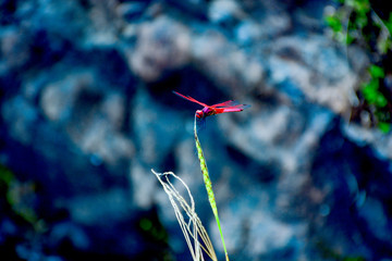 dragonfly in the water