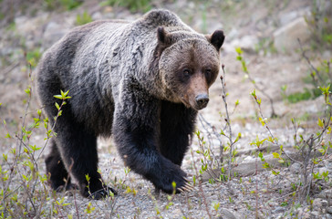 Grizzly bear in the wild