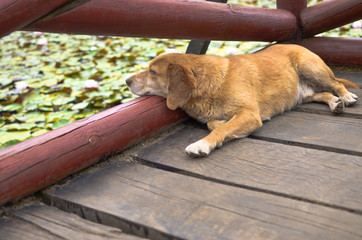 Dog laying near lotus lake with flowers